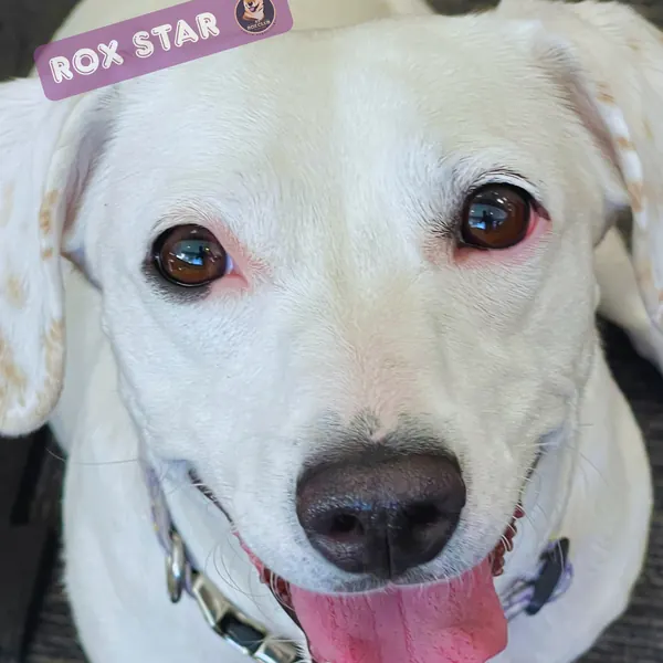 Rox Star: white Lab mix smiling at K9 Rox Club Las Vegas